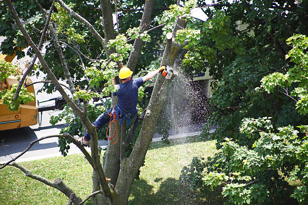 Best Landscape Design and Installation  in Vergennes, VT